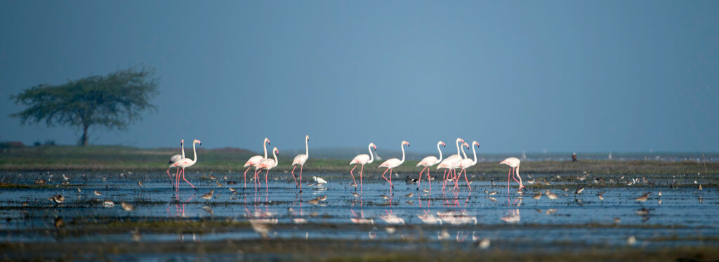 Mangalajodi Bird Sanctuary Image