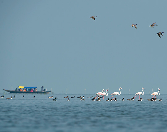 Mangalajodi Birding photos