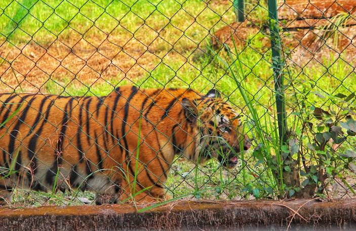 A tiger at Nandankanan Zoo